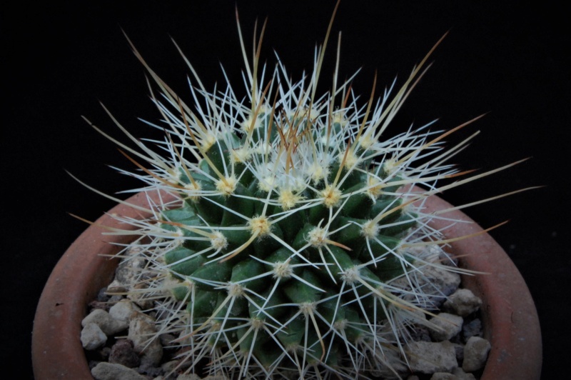 Mammillaria karwinskiana ssp. beiselii WH 234