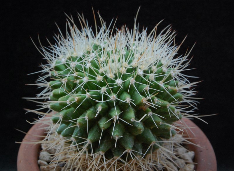 Mammillaria karwinskiana ssp. beiselii WH 234