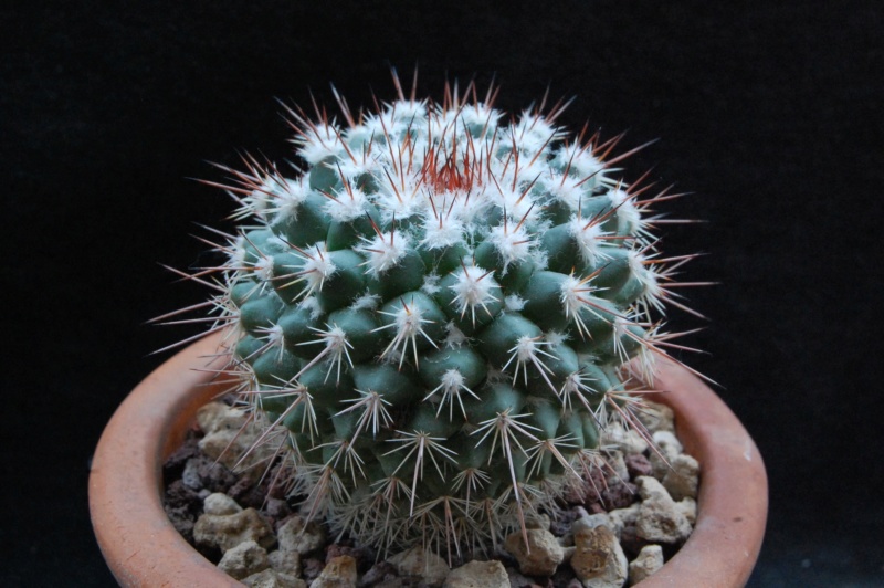 Mammillaria hertrichiana forma LAU 85