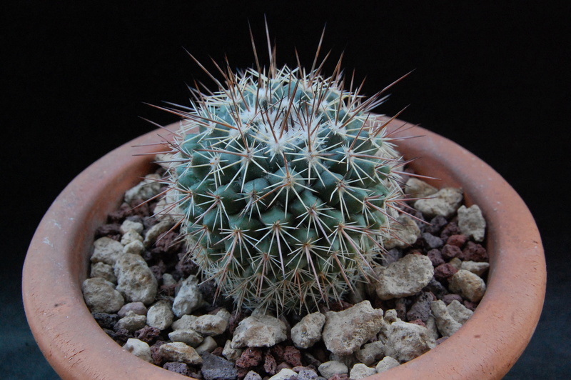 Mammillaria hertrichiana forma LAU 85