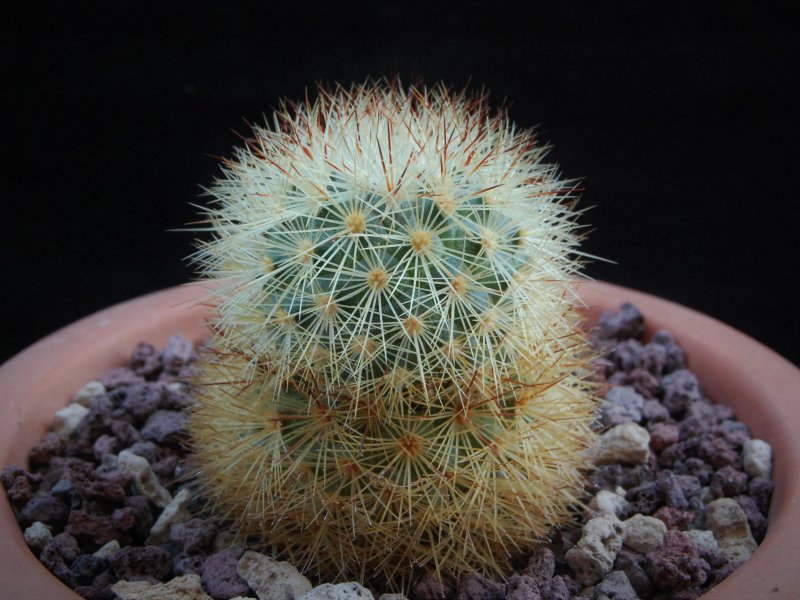 Mammillaria densispina PN 512