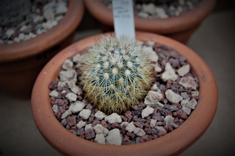 Mammillaria densispina PN 512