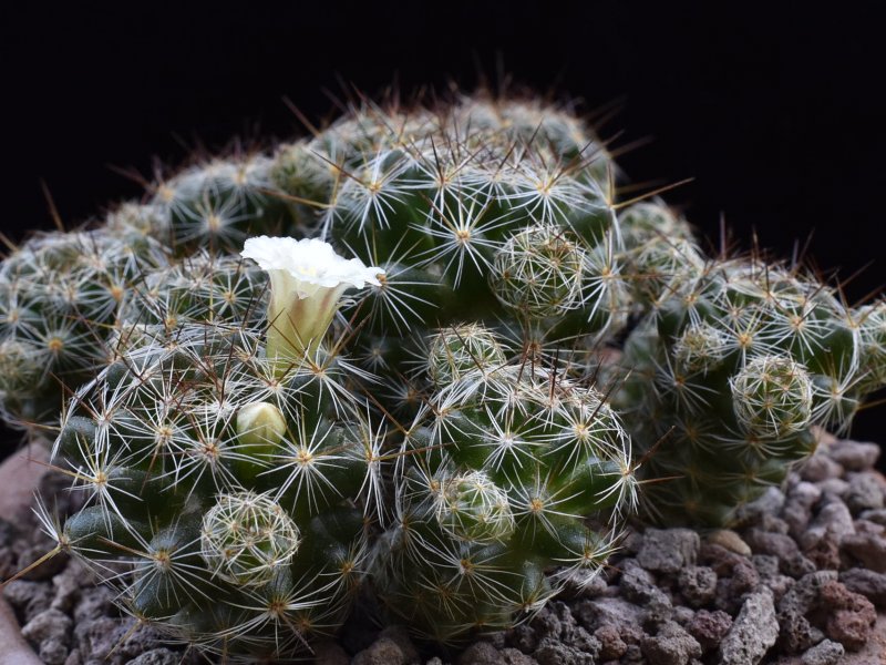 Mammillaria vetula ssp. gracilis f. pulchella 