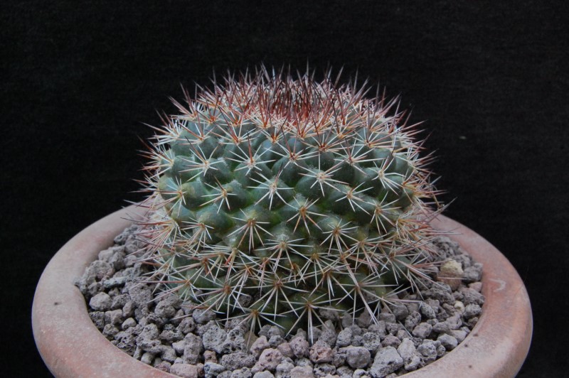 Mammillaria chaletii JMC 5232