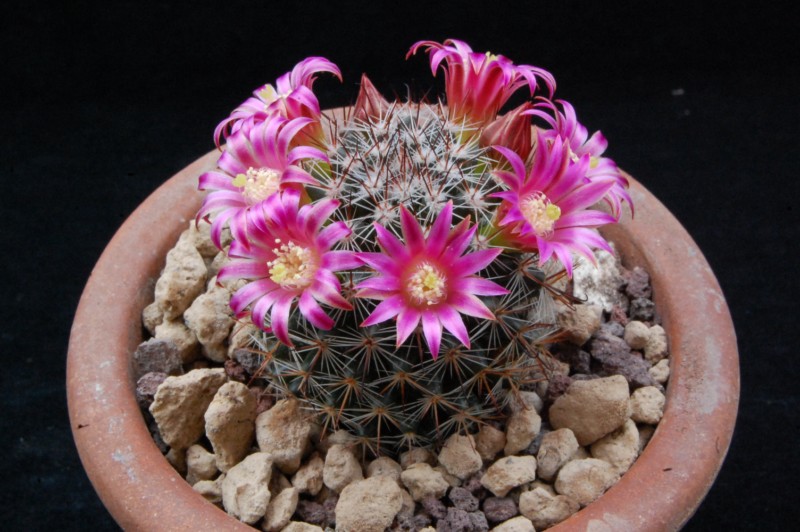 Mammillaria erythrocalix REP 838