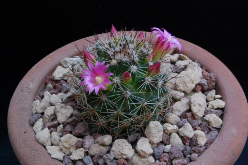 Mammillaria erythrocalix REP 838