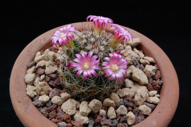 Mammillaria erythrocalix REP 838