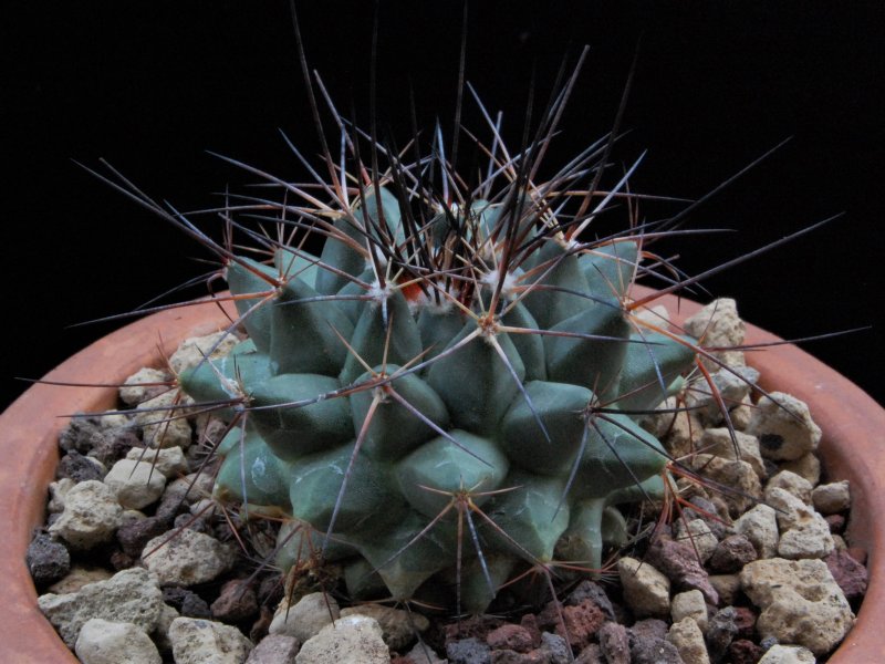 Mammillaria melanocentra 