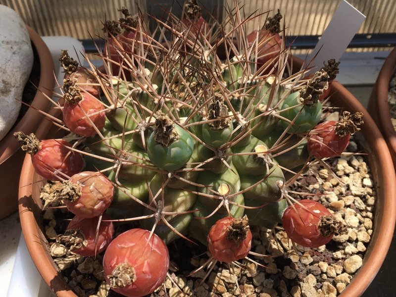 Gymnocalycium schickendantzii 