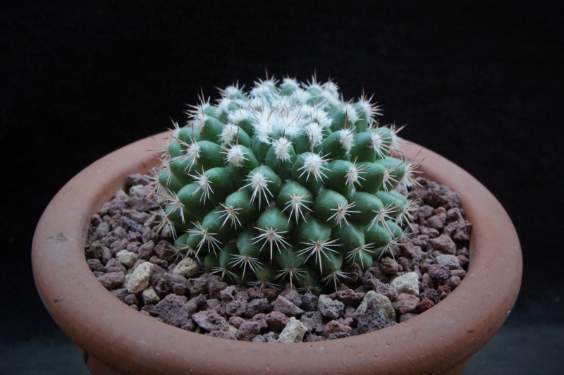 Mammillaria hertrichiana ESP 10/59