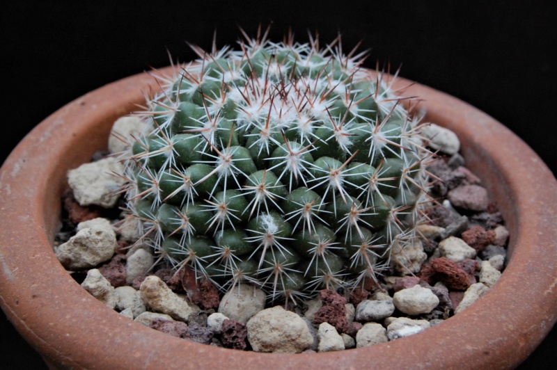 Mammillaria hertrichiana ESP 10/59