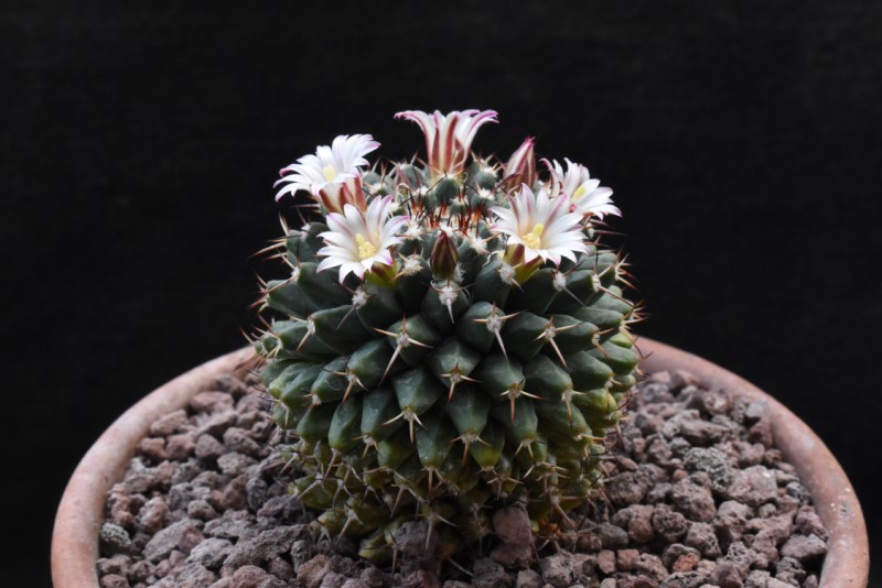 Mammillaria karwinskiana ssp. nejapensis DAR 099a