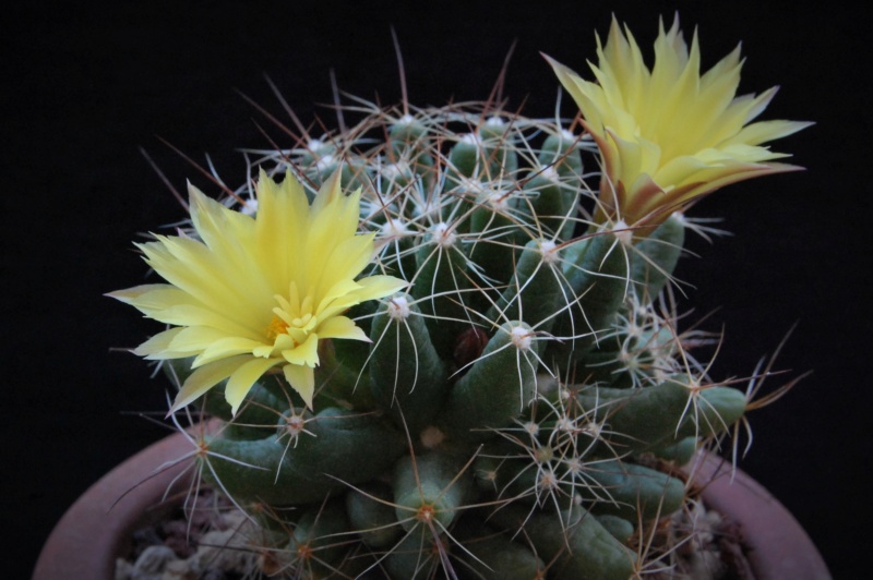 Mammillaria sphaerica LAU 1277