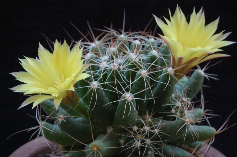 Mammillaria sphaerica LAU 1277