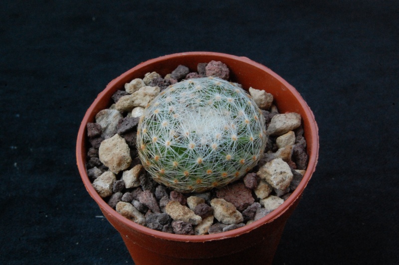 Mammillaria lenta CSD 237