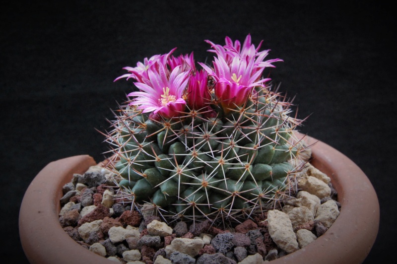 Mammillaria chaletii WH 131a