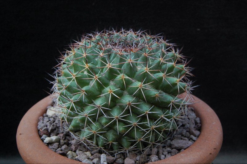 Mammillaria chaletii WH 131a