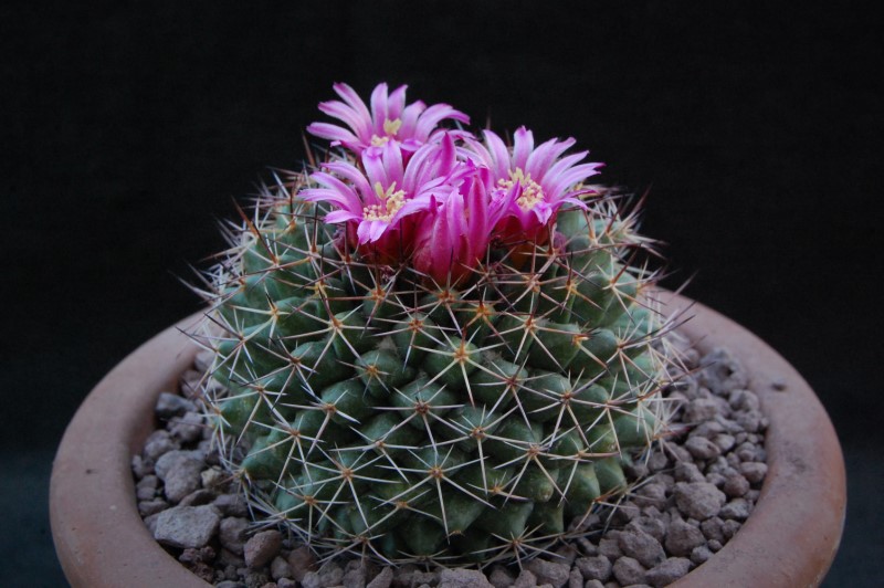 Mammillaria chaletii WH 131a