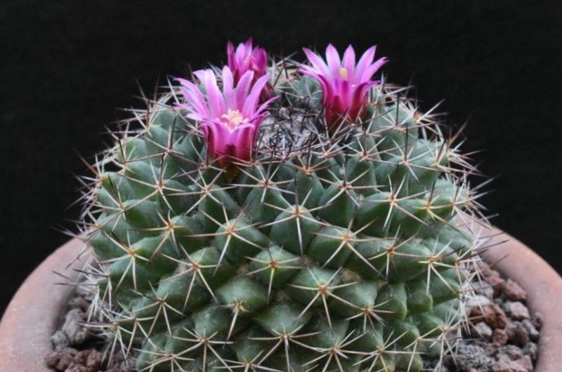 Mammillaria chaletii WH 131a