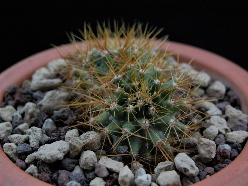 Mammillaria nivosa 