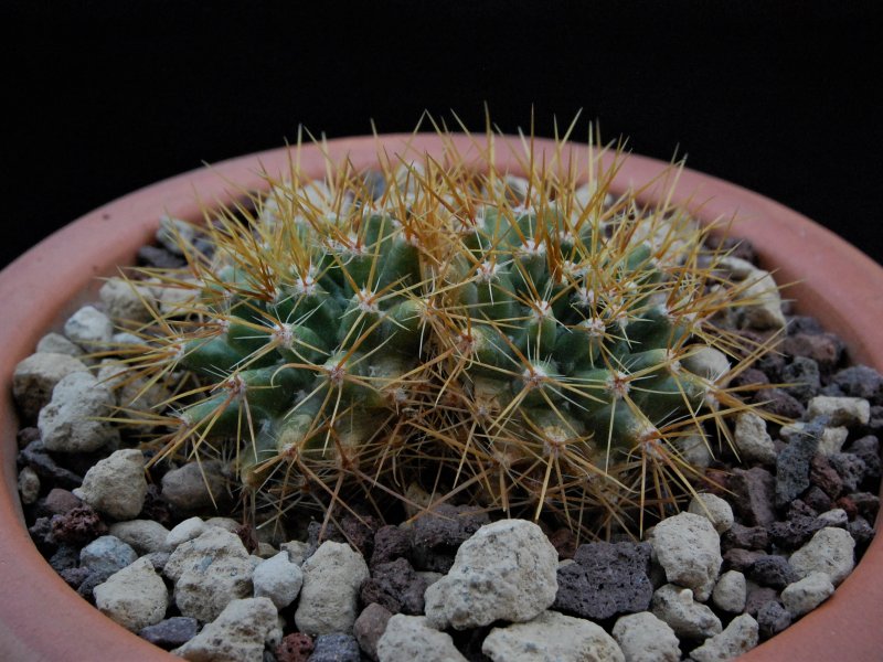 Mammillaria nivosa 