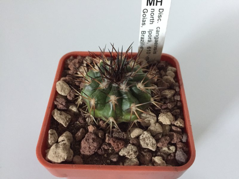 discocactus cangaensis