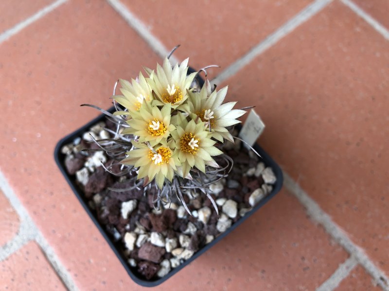 Turbinicarpus flaviflorus 