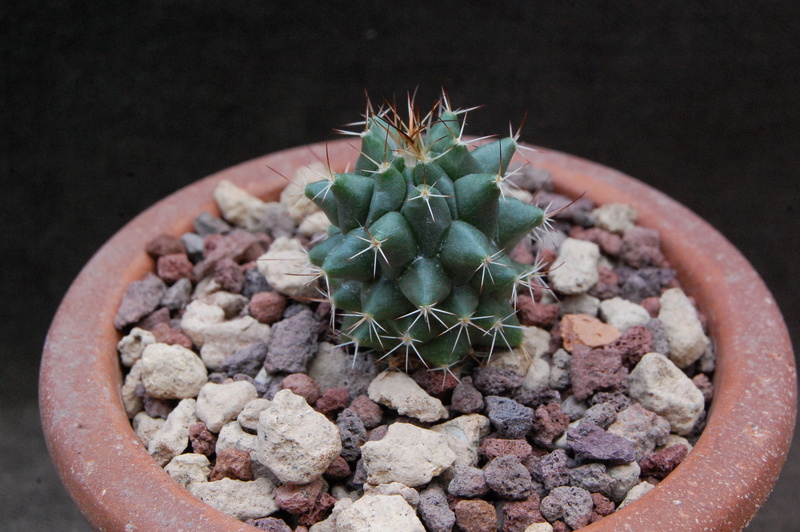 Mammillaria seitziana WTH 1080