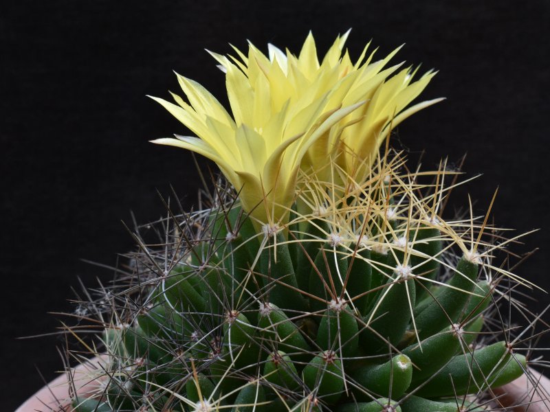 Mammillaria longimamma SB 88