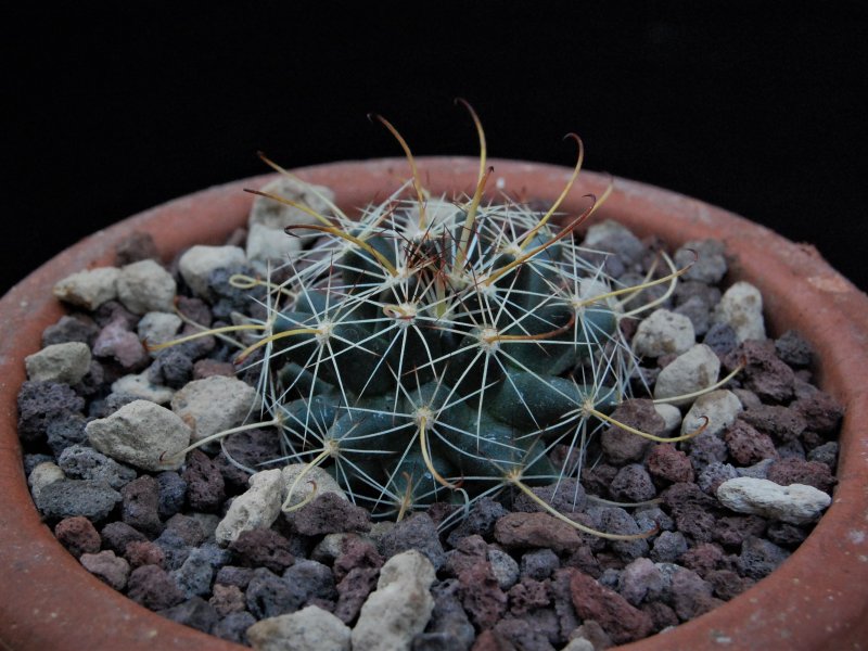 Mammillaria mainiae SON-20