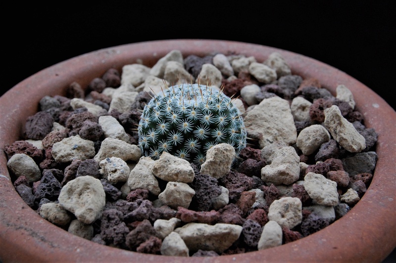 Mammillaria infernillensis WTH 1084