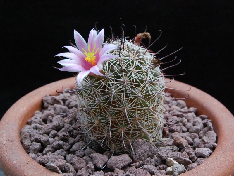 Mammillaria swinglei forma 