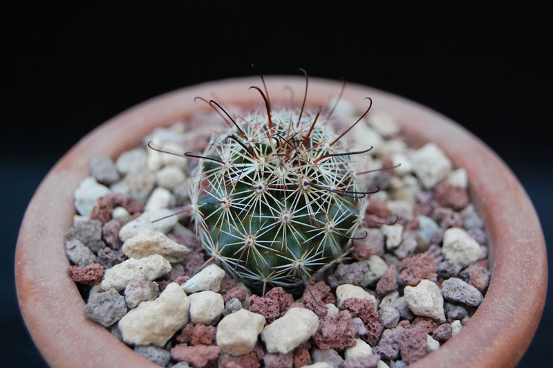 Mammillaria swinglei forma 