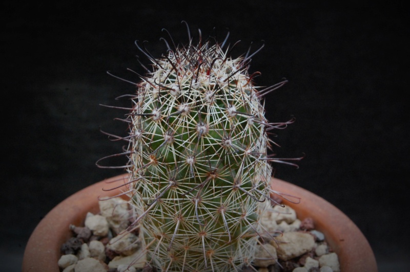 Mammillaria swinglei forma 