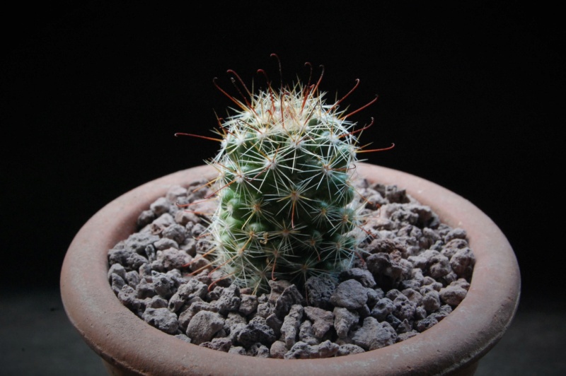 Mammillaria microcarpa LZ 854