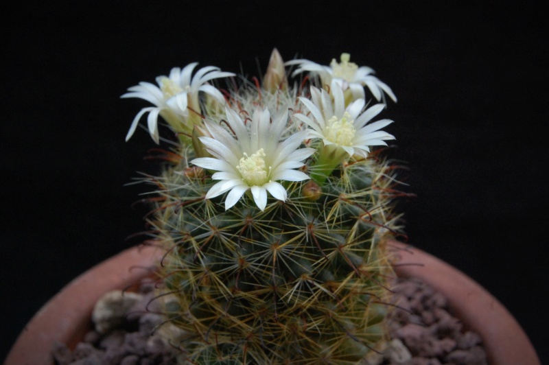 Mammillaria gilensis REP 1257