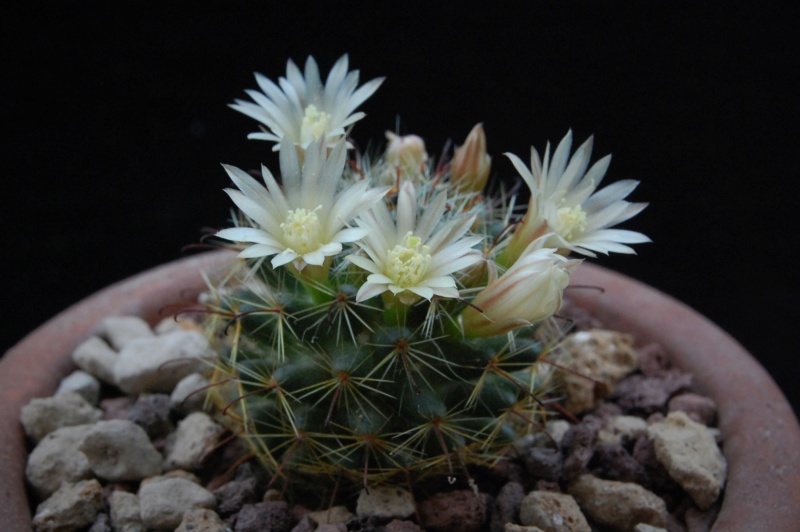 Mammillaria gilensis REP 1257