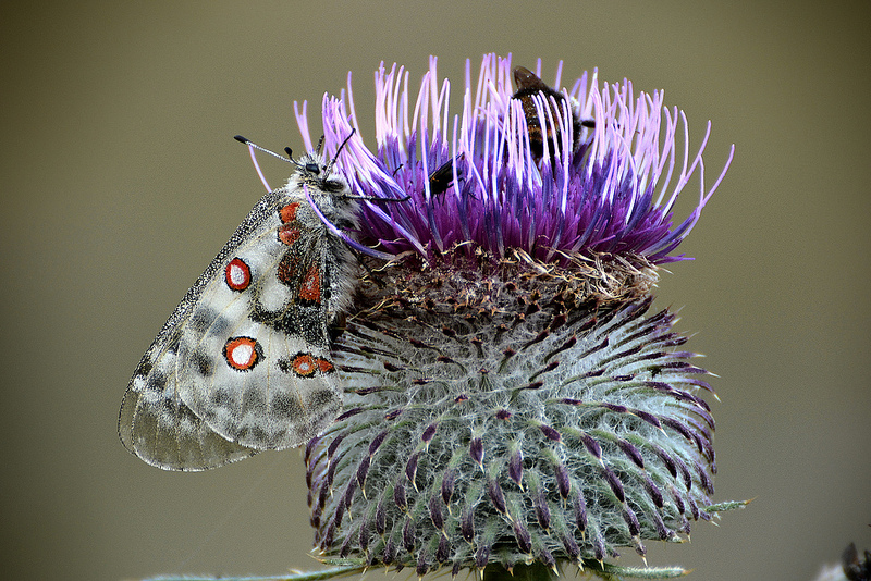 Parnassius apollo su cardo  