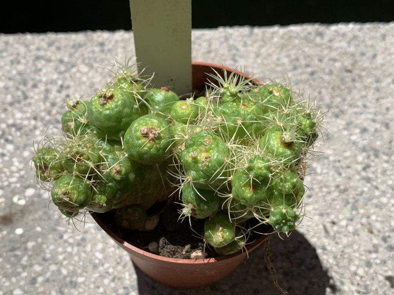 Mammillaria elongata f. monstruosa 