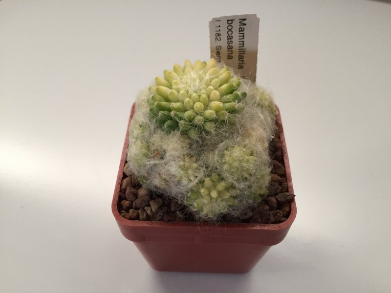 Mammillaria bocasana L1182