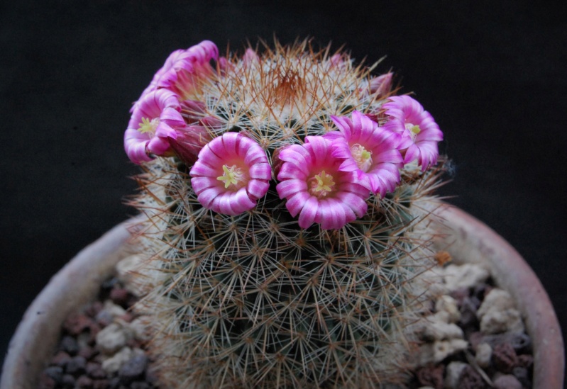 mammillaria spinosissima f. malinalco