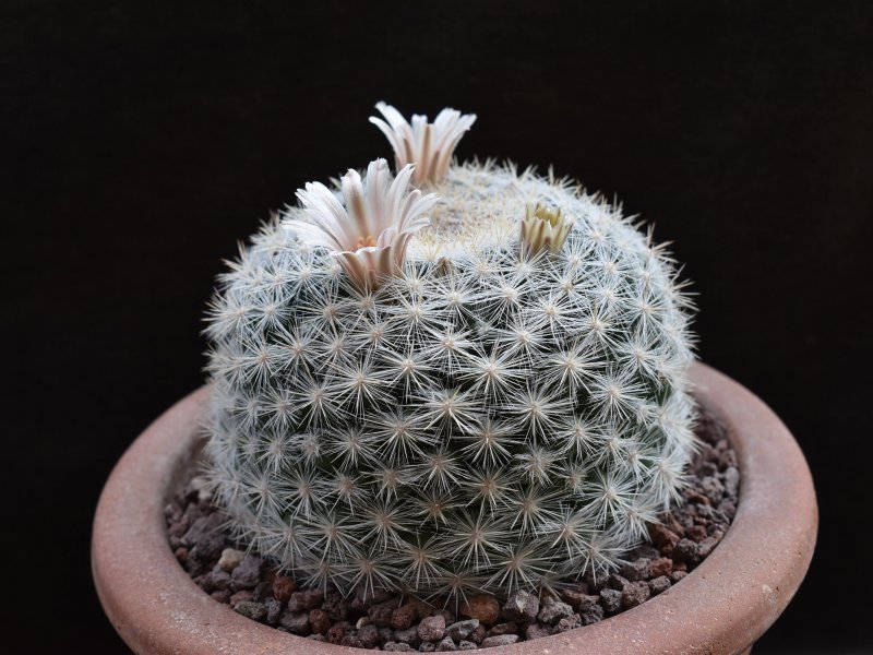 Mammillaria candida WTH 23