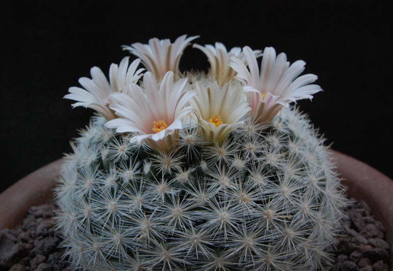 Mammillaria candida WTH 23