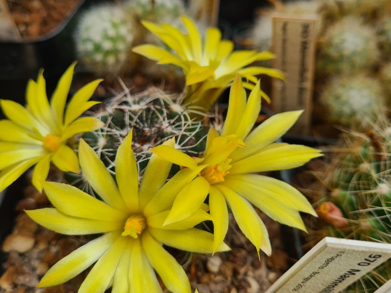 Mammillaria melaleuca 