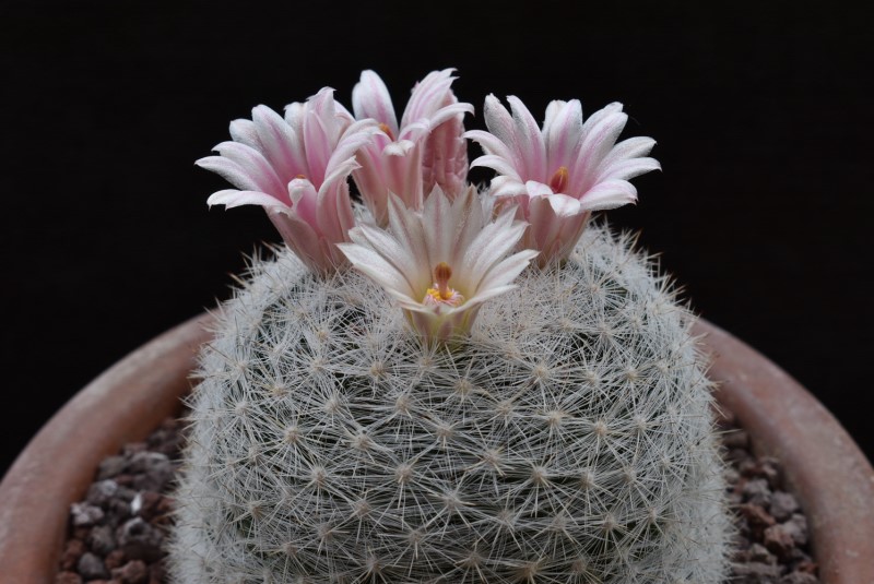 Mammillaria candida LAU 1090