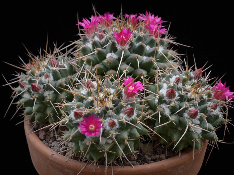 Mammillaria bucareliensis ML 485