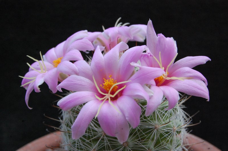 Mammillaria boolii MBF 180