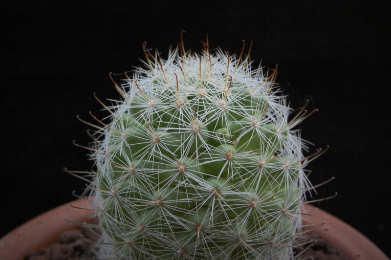 Mammillaria boolii MBF 180