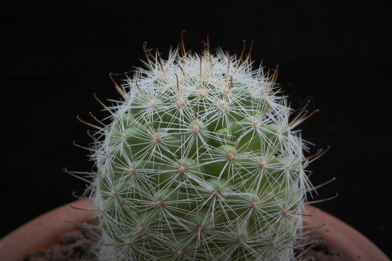 Mammillaria boolii MBF 180