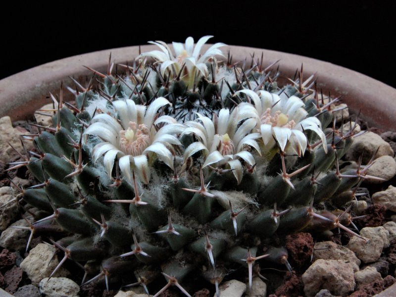 Mammillaria lloydii K 063